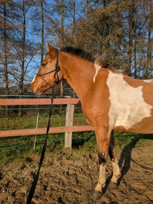Europäisches Westernpferd Pinto Stute 