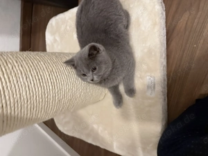 Bkh kitten männlich 13 wochen richtig schmusig