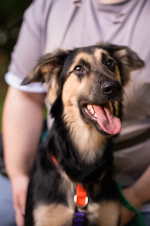 Philip - ein lebensfroher Entdecker auf der Suche nach seinem Traum-Zuhause