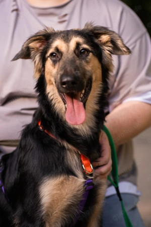 Philip - strahlt Freude aus und sucht sein Traum-Zuhause.