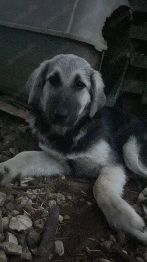 Zuhause oder Pflegestelle gesucht für Suki