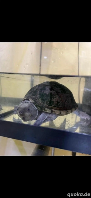 verschenke eine Schildkröte