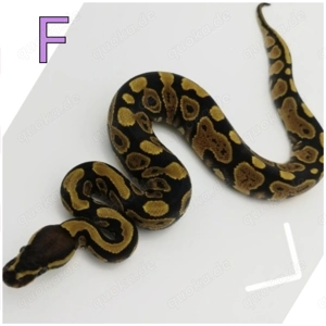 Hamm Angebote: Verschiedene Königspython Python Regius abzugeben  Bild 6