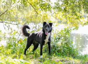 Thor - der lebendige Freund mit großem Herz