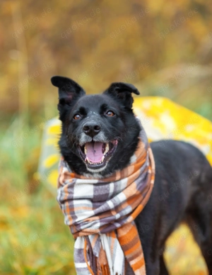 Thor - der lebendige Sonnenschein auf vier Pfoten sucht sein endgültiges Zuhause!