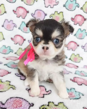 Superniedliche Chihuahua-Welpen zu verkaufen