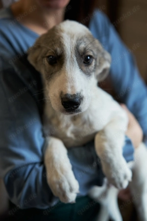 Dar - ein lebendiger Welpe mit großem Herz auf der Suche nach seinem Zuhause