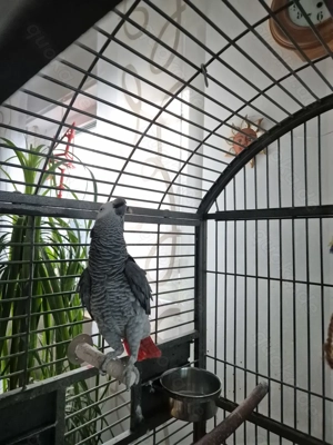 Graupapagei in sehr gute Hände