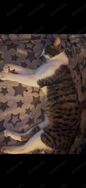 Kater 2 ein halb Jahre alt zu verkaufen 