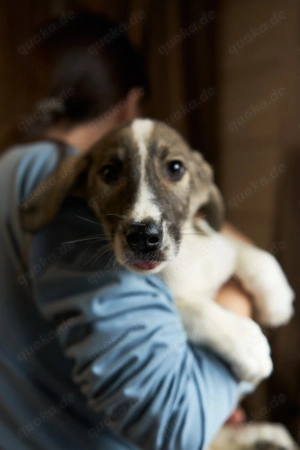 Harvi - der lebendige Welpe mit großem Herz und unerschöpflicher Neugierde