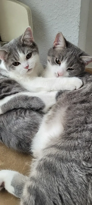 Britisch Kurzhaar Katzen