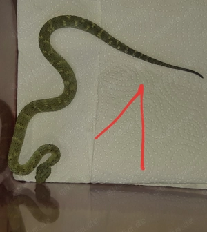 3,0 Atheris squamigera  ENZ24