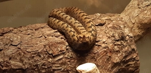 0,0,1 Vipera transcaucasiana