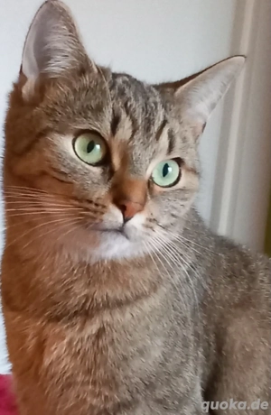 wunderschön Katze in liebevolle Hände abzugeben 