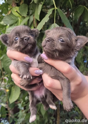 Chihuahua Welpen In seltene Blau Bild 6