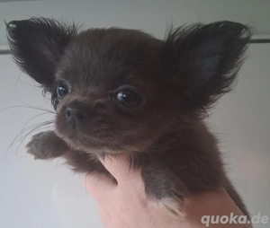 Chihuahua Welpen In seltene Blau Bild 3