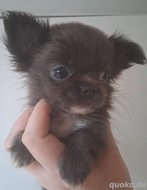 Chihuahua Welpen In seltene Blau