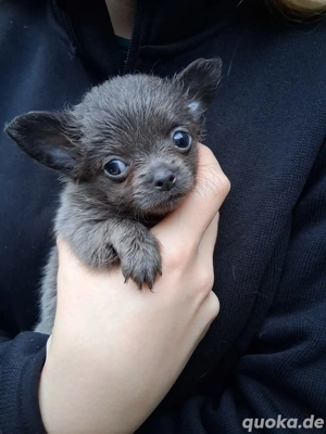 Chihuahua Welpen In seltene Blau Bild 5