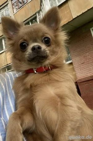 Chihuahua Welpen In seltene Blau Bild 7