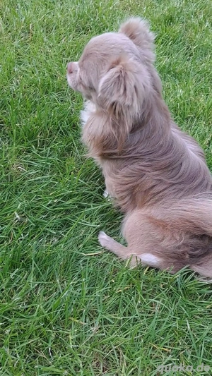 Chihuahua Welpen In seltene Blau Bild 8