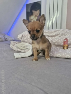 Chiuhahua yokisher welpen wir sind bereit fürs neue zuhause