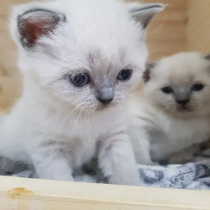 Sehr hübsche Britisch Kurzhaar - Happy Colour Point Kitten mit blauen Augen Bild 9