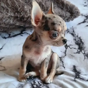 Kräftige Mini-Chihuahua-Welpen abholbereit !!!!