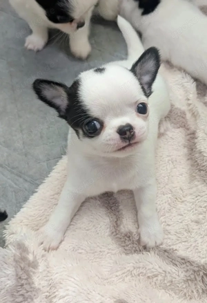 Beautiful Niedliche Chihuahua-Welpen abzugeben!!!!