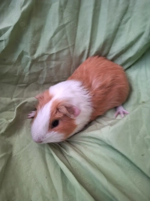 Junge Meerschweinchen Böckchen