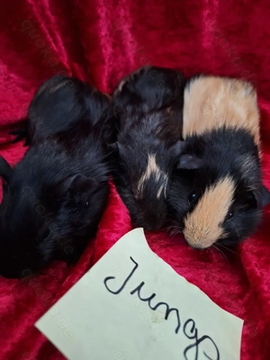 Junge Meerschweinchen Böckchen Bild 5
