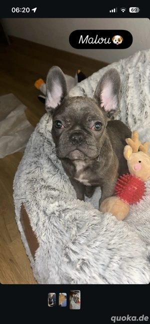 Französche Bullodogge Welpe