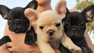 Zuckersüße sportliche Französische Bulldoggen Welpen Blue Lilac