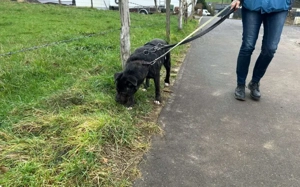 Isabel sucht Zuhause Bild 5