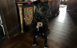 Isabel sucht Zuhause Bild 2