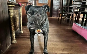 Isabel sucht Zuhause Bild 4