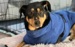 Sanfte Fellnase Nuna sucht Zuhause