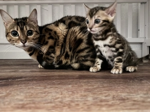 Reinrassige Bengal Kitten