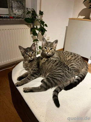zwei liebe Katzenmädels abzugeben