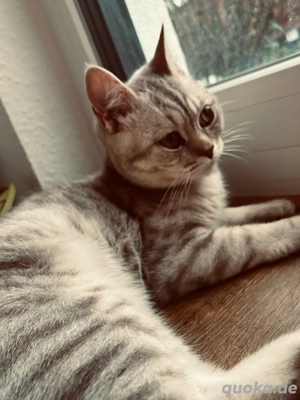 britisch kurzhaar kitten