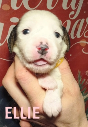 Süße Beaglemix Welpen