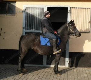 Kleinpferdstute Livia