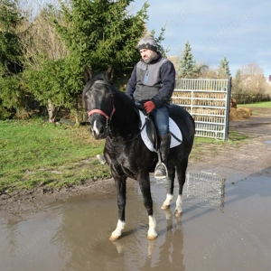 Kleinpferdstute Maja