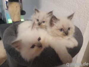 Ragdoll Kitten 