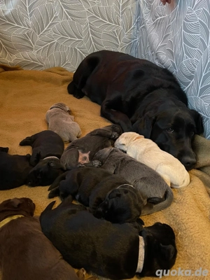 labrador welpen 