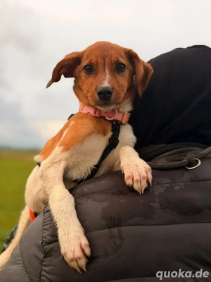 Ariel - Jack Russle Mix Hündin