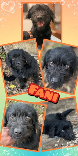 kleines, liebes, menschenbezogenes Welpenmädchen "Fani" sucht ein schönes Zuhause 