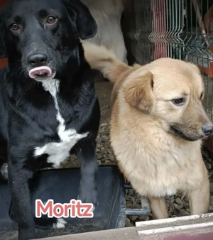 Moritz sucht ein Zuhause für immer