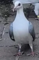 Fränkische Schildtauben 