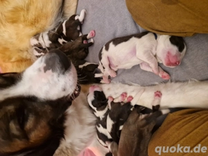 Bernhardiner germanischer bärenhund Welpen 