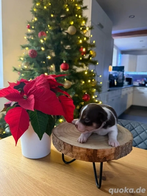 Chihuahua Welpen  Bild 4